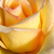 Giallo - Rose Ibridi di Tea - Elegant Beauty®
